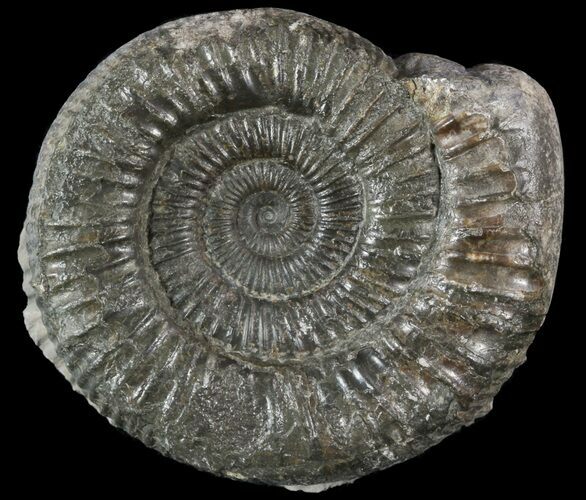 Dactylioceras Ammonite Fossil - England #52658